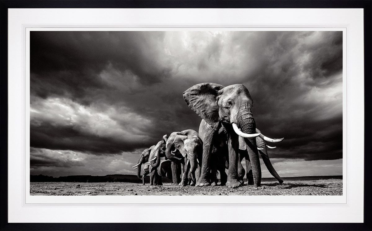 Steadfast - Deluxe - Black - Framed by Anup Shah