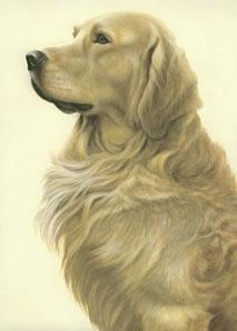Just Dogs - Golden Retriever by Nigel Hemming